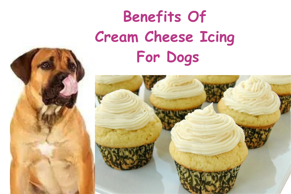 Benefits of cream cheese icing for dogs