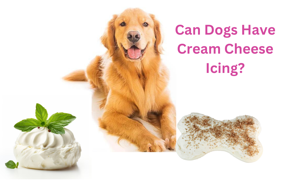 Can Dogs Have Cream Cheese Icing?