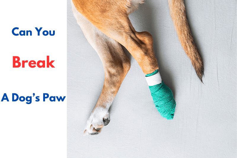 Can you break a dog’s paw by stepping on it?