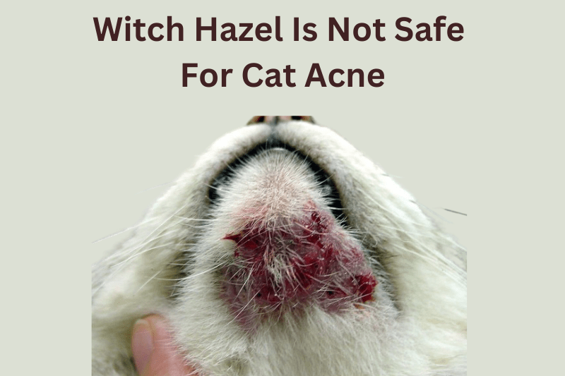 Witch hazel is not safe for cat acne. 