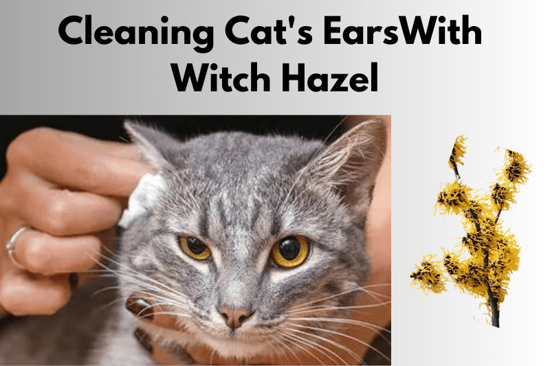 Cleaning cat's ears with witch hazel,