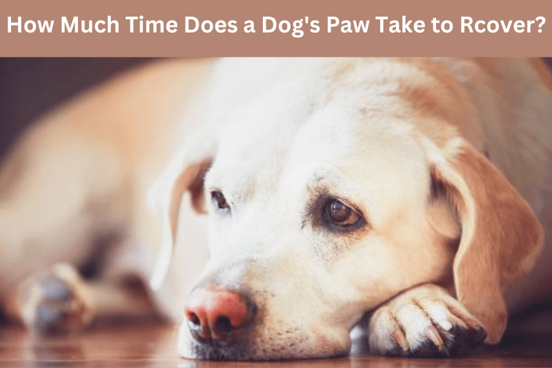 How Much Time Does a Dog's Paw Take to Get Better?