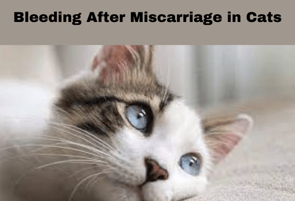 

Bleeding After Miscarriage in Cats
