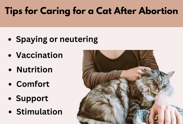 Tips for Caring for a Cat After Abortion