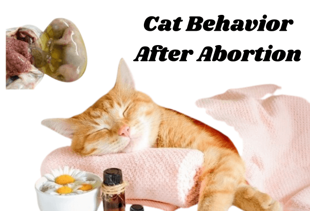 Cat Behavior After Abortion