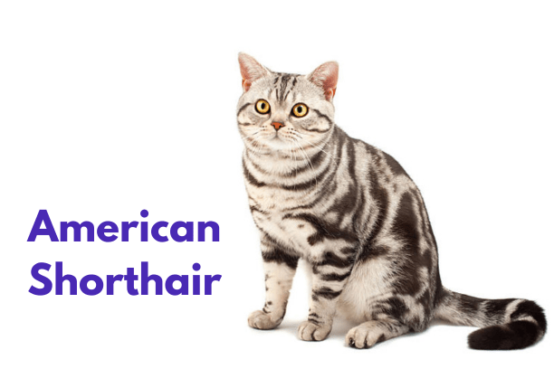 American Shorthair cats