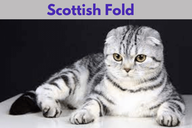 Scottish Fold cats