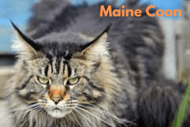 Maine Coon cats