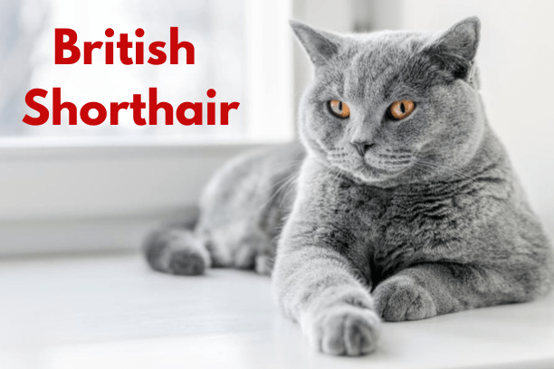 British Shorthair cats