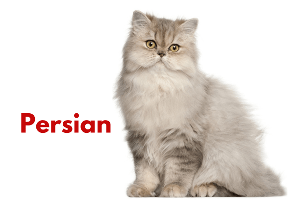 Persian cats