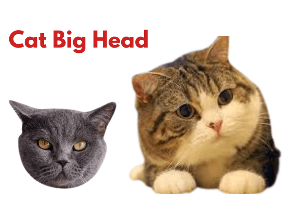 Cat Big Head