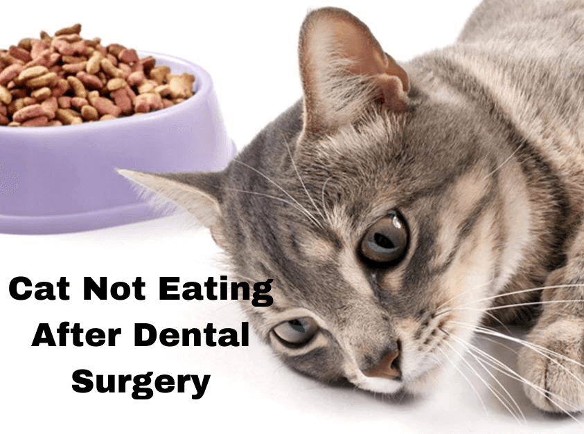 cat not eating after dental surgery