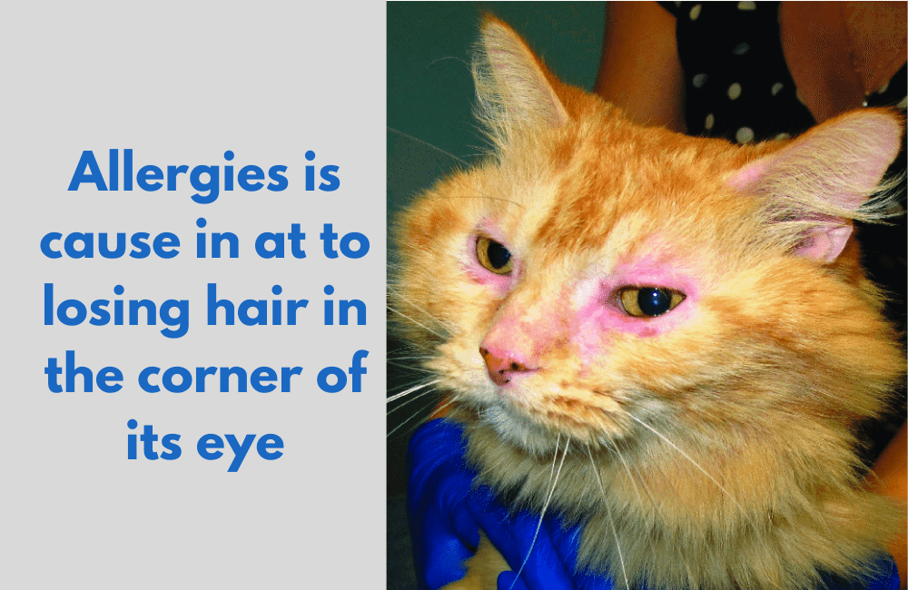 Allergies in cats can be cause of  hair losing of its eyes