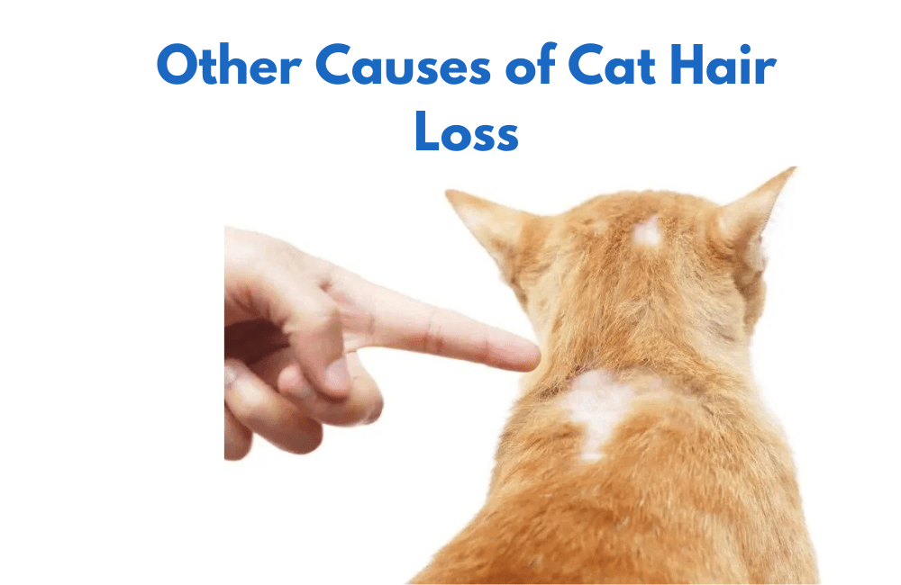 Home remedies cat losing hair in corner of its eye