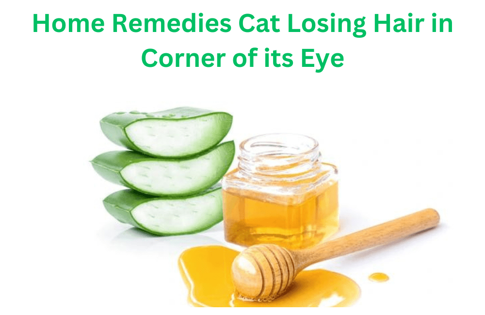 Home remedies cat losing hair in corner of its eye