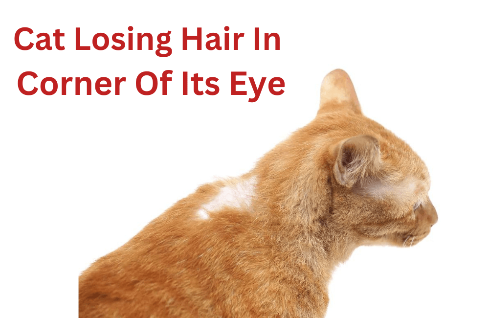 Cat losing hair in corner of its eye