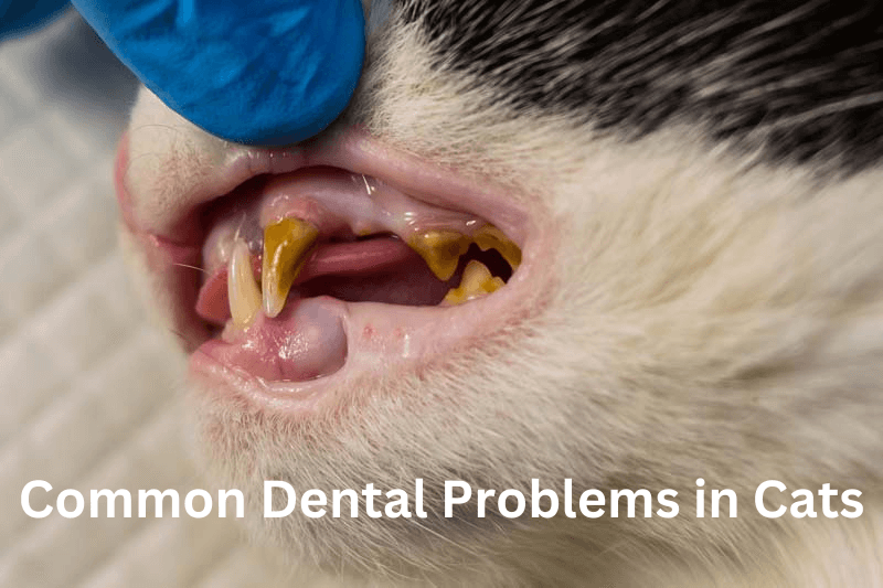 Common Dental Problems in Cats