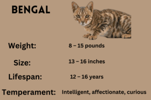 Bengal cat