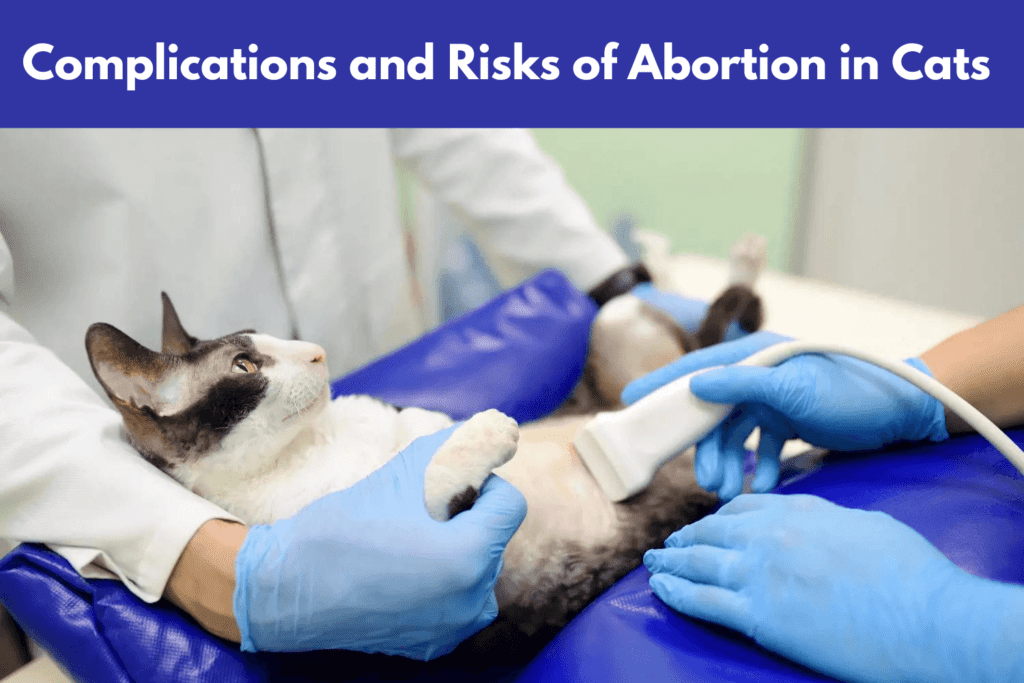 Possible Complications and Risks of Abortion in Cats