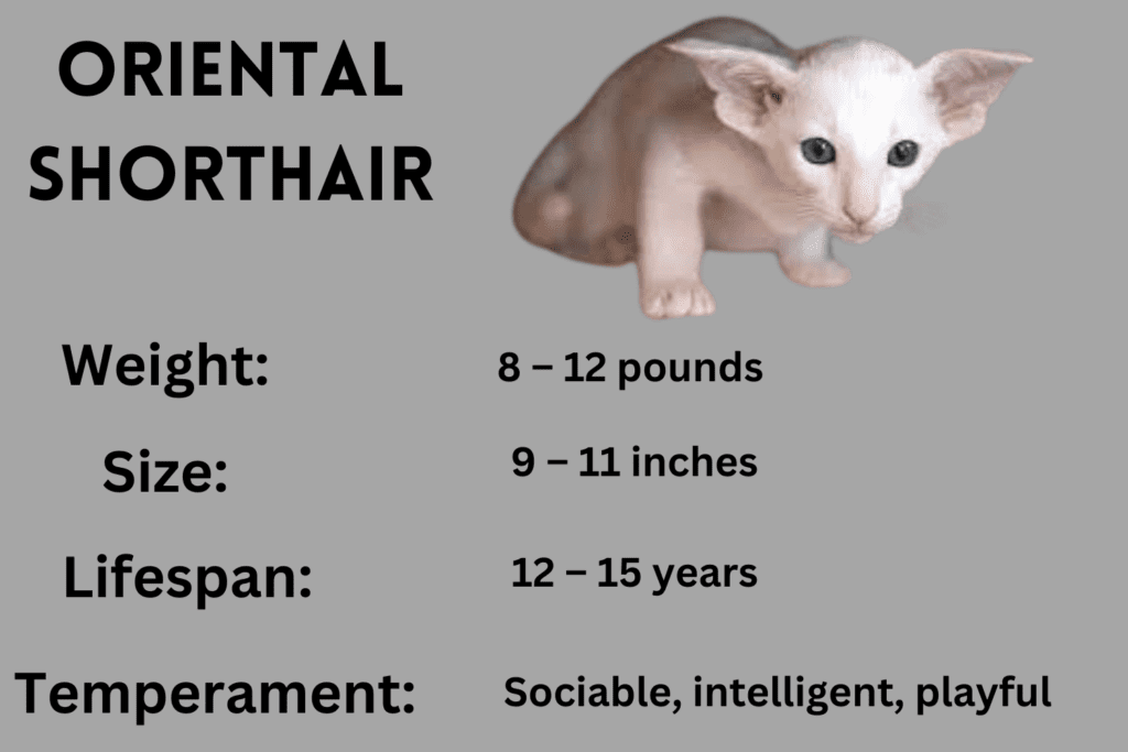 Oriental Shorthair cat