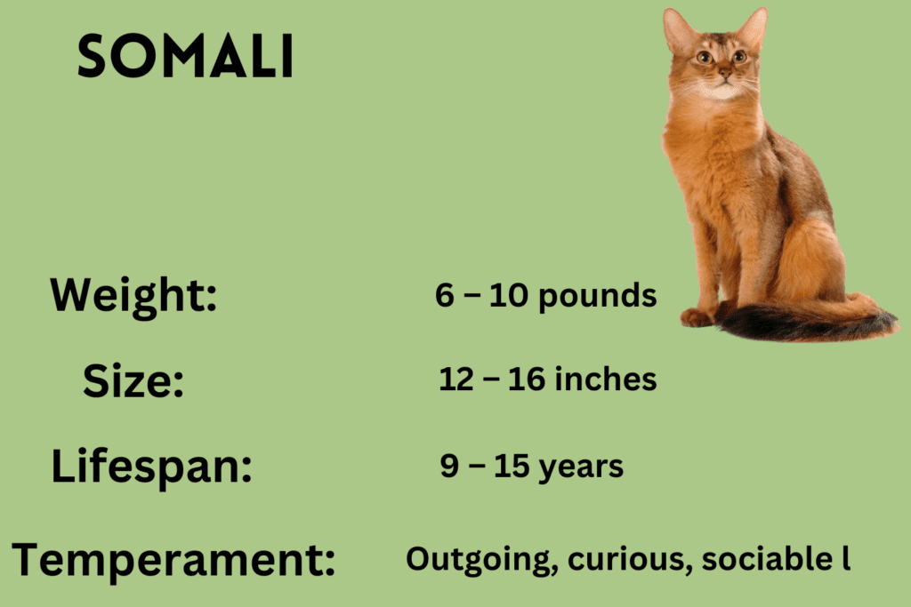 Somali cat