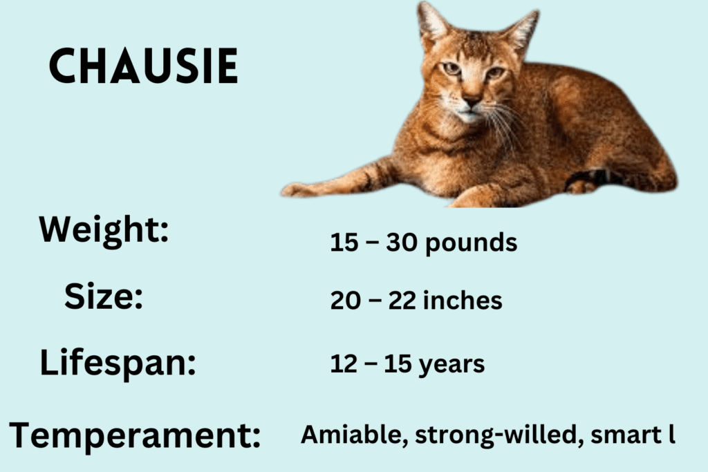 Chausie vat