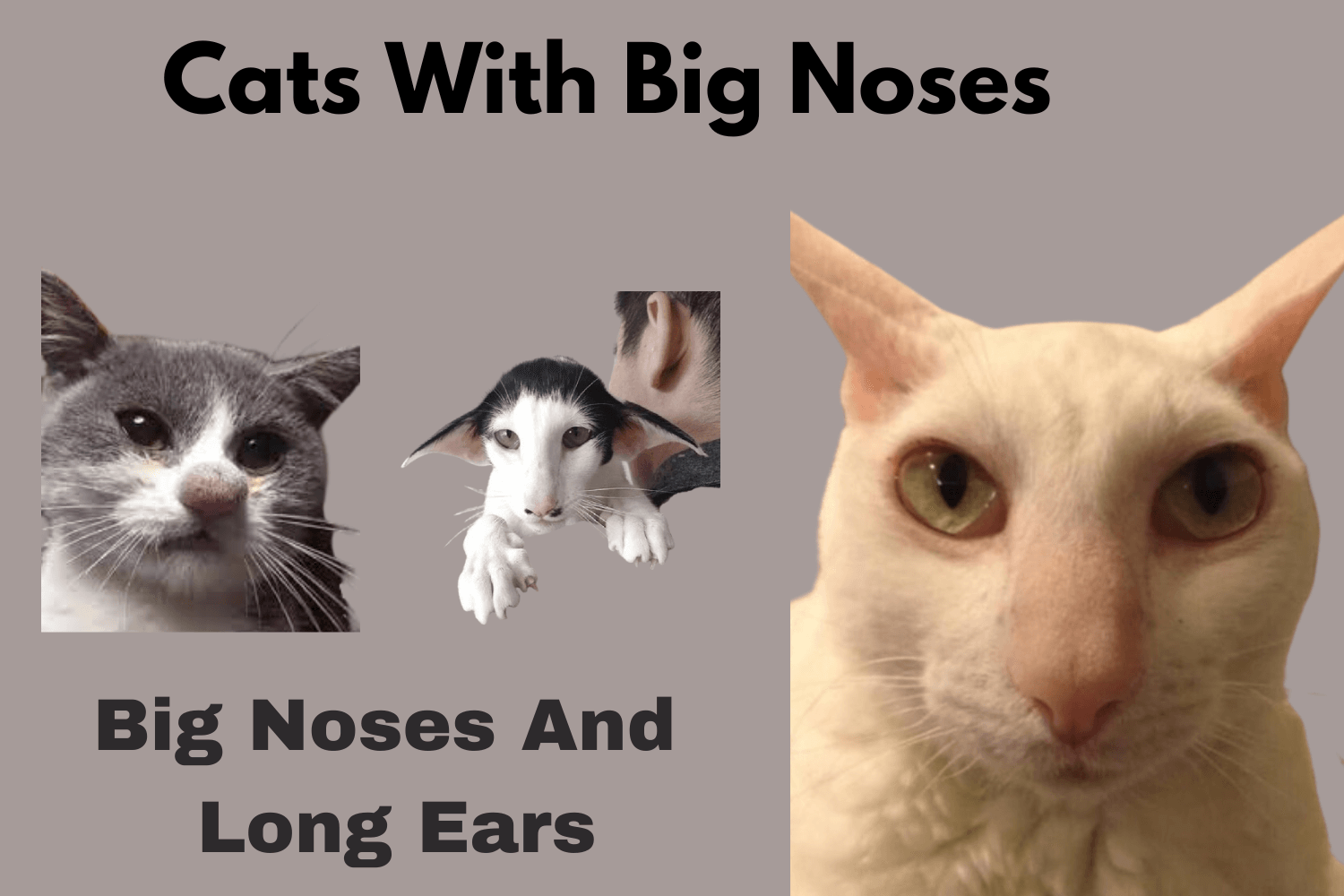 Cats With Big Noses