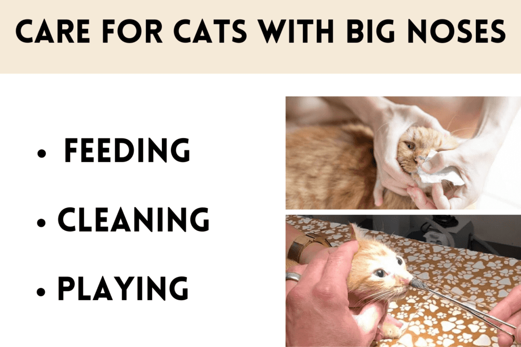 Care for Cats with Big Noses
