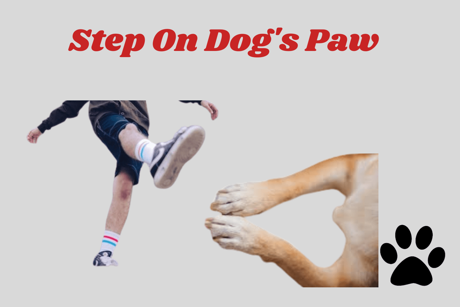 Step On Dog's Paw