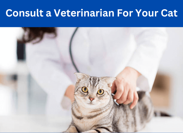 When to Consult a Veterinarian for Your Cat