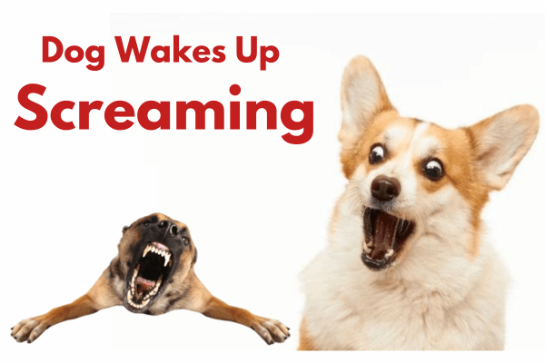 Dog Wakes Up Screaming