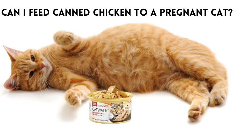 Can I Feed Canned Chicken to a Pregnant Cat?