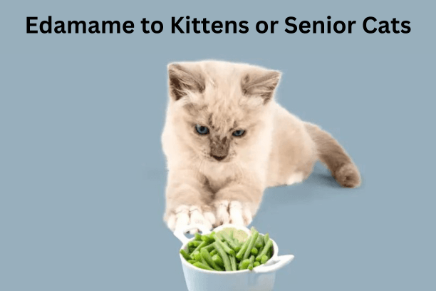 Tips for Feeding Edamame to Kittens or Senior Cats