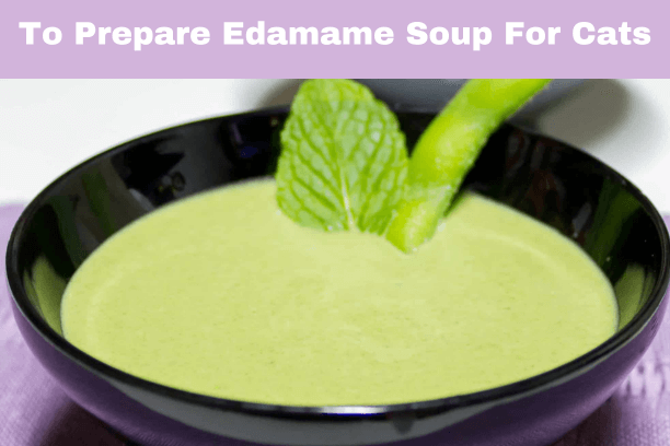 Edamame Soup for cats