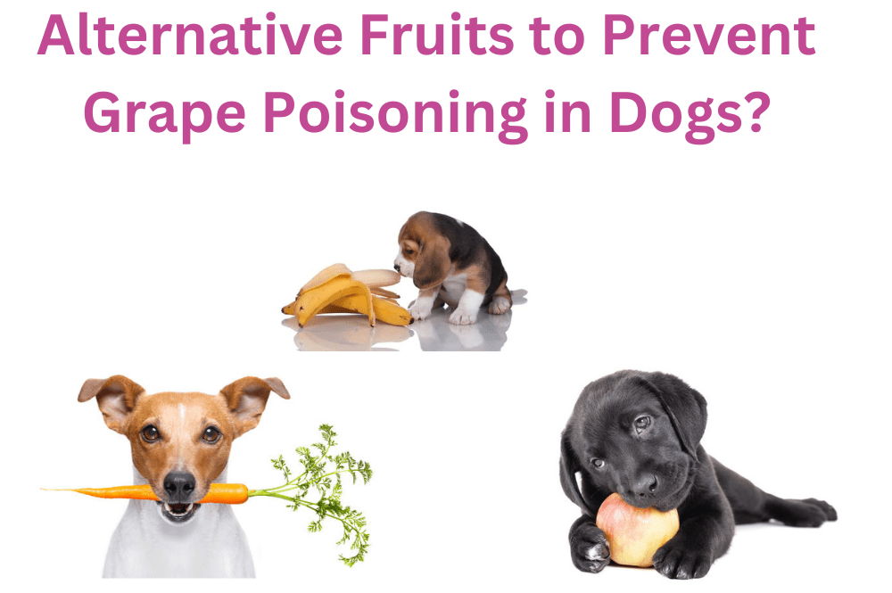 How to Prevent Grape Poisoning in Dogs?