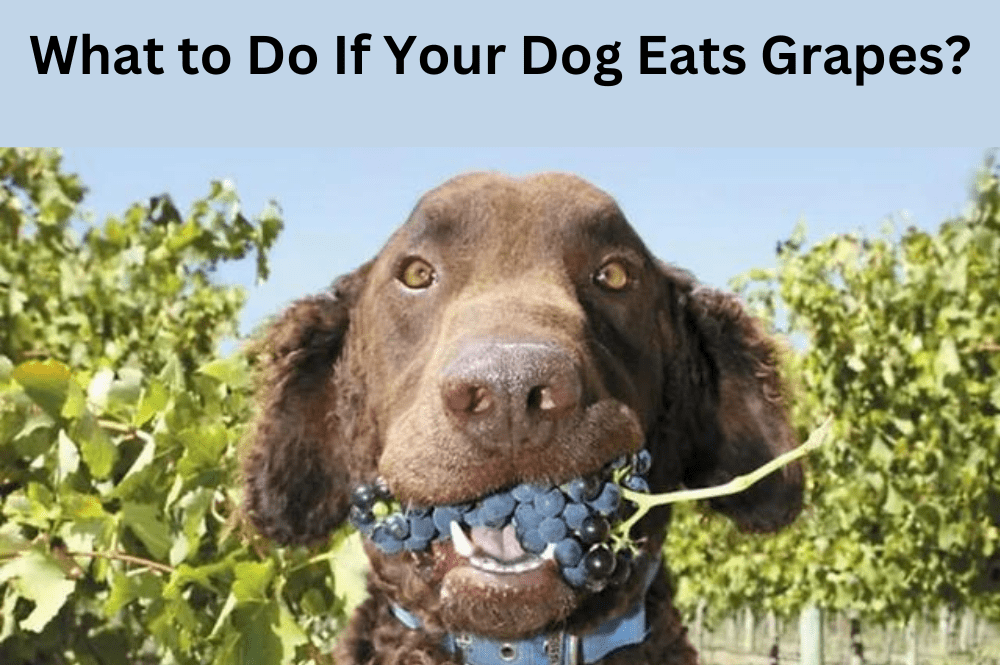 What to Do If Your Dog Eats Grapes?