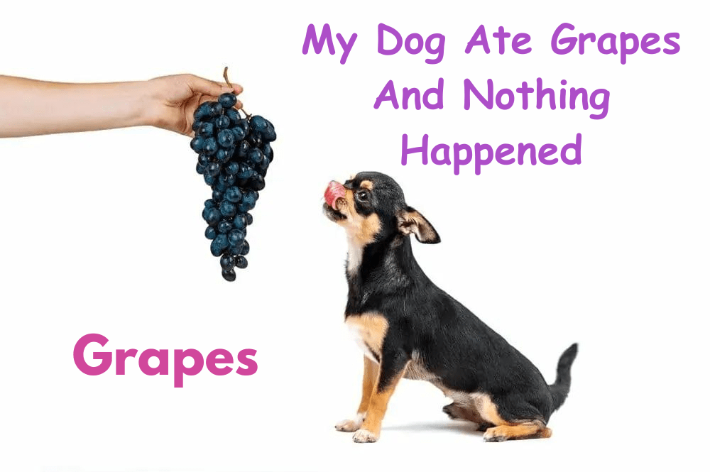 My Dog Ate Grapes And Nothing Happened