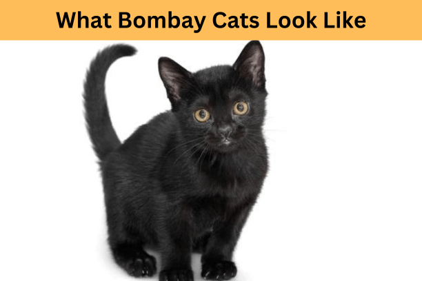 What Bombay Cats Look Like and How They Behave