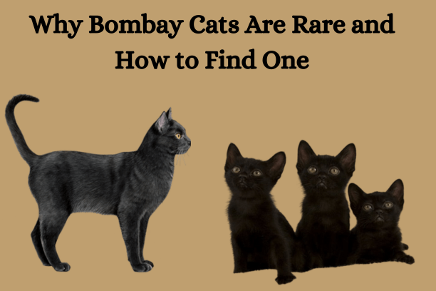 Why Bombay Cats Are Rare and How to Find One