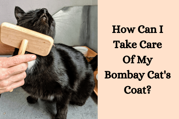 
How can I take care of my Bombay cat's coat?
