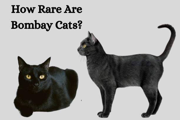 How Rare Are Bombay Cats?