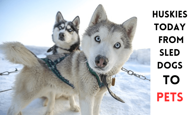 Huskies Today: From Sled Dogs to Pets