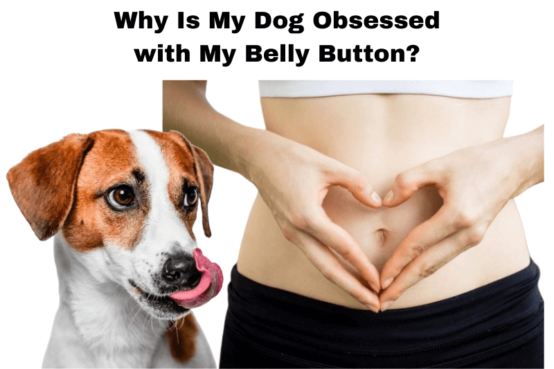 Why Is My Dog Obsessed with My Belly Button?