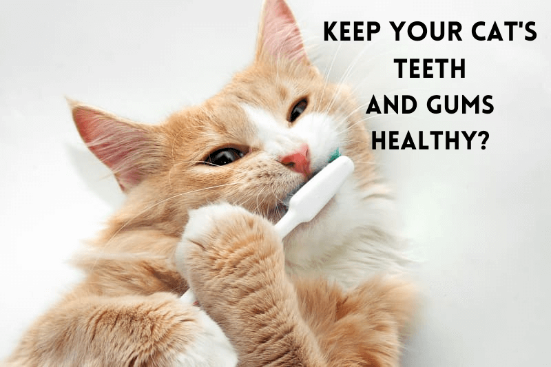 How to keep your cat's teeth and gums healthy?