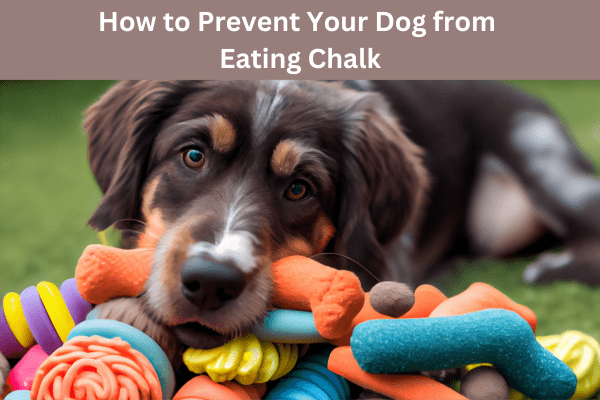 How to Prevent Your Dog from Eating Chalk