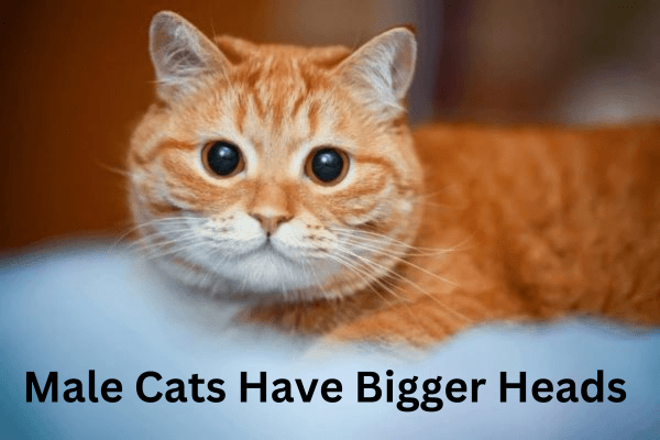 Male Cats Have Bigger Heads 