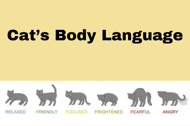 Understanding Your Cat’s Body Language