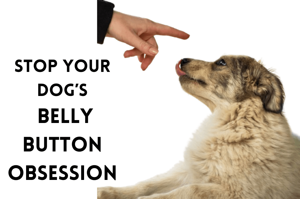 Solutions to Stop Your Dog’s Belly Button Obsession