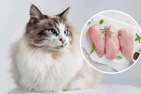 Is Canned Chicken Breast Good for Cats?