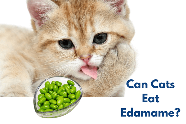 Can Cats Eat Edamame?